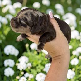 Jade - Merle female Cockapoo puppy in 77304, Texas from Little Valley Puppies