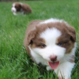 Australian Shepherd Puppies from Starlit Grove Australian Shepherds
