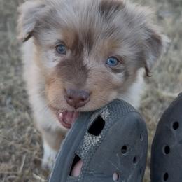 Australian Shepherd Puppies from Heritage Australian Shepherds