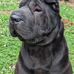 Chinese Shar-Pei All Grown Up from Eihpos Shar-Pei