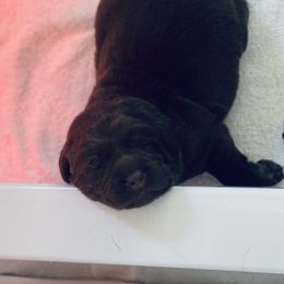 Labrador Retriever Puppies from Jewelwyn Labradors