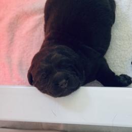 Labrador Retriever Puppies from Jewelwyn Labradors