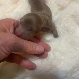 Spud - Chocolate male Dachshund puppy in Mountain Home, Idaho from Desert Wind Dachshunds