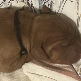 Boy 3 - Red golden Wirehaired Vizsla puppy in Pittsburgh, Pennsylvania from Kendra Breeding