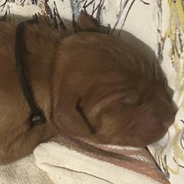 Boy 3 - Red golden Wirehaired Vizsla puppy in Pittsburgh, Pennsylvania from Kendra Breeding