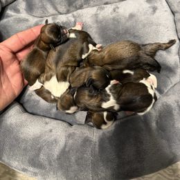 Girl 2 - Liver and white female Shih Tzu puppy in West Palm Beach, Florida from Must Be Love