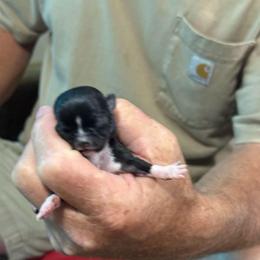 Yoshi - Black and white female Chihuahua puppy in Dime Box, Texas from Color Me Crazy Chihuahuas