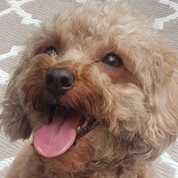 Penny - Poodle