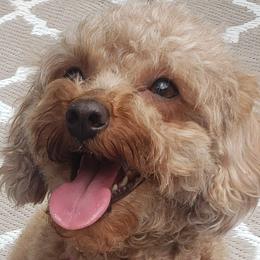 Penny - Poodle