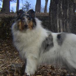 Izzy - Collie