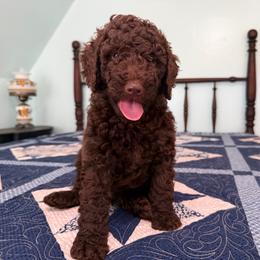 Thomas Jefferson - Brown male Poodle puppy in Fairfield, North Carolina from Leaning T Ranch