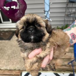 Ziggy - Sable male Shih Tzu puppy in Kettering, Ohio from LaDawn’s Little Lions