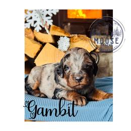 Gambit - Merle female Bernedoodle puppy in Belleville, Michigan from Moose Tracks Bernedoodles