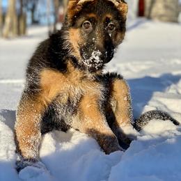 German Shepherd Puppies from vom Sippel Shepherds