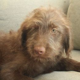 Reese - Chocolate male Labradoodle puppy in Apache Junction, Arizona from Loving Doodle