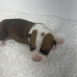 Laredo - Red male Pembroke Welsh Corgi puppy in Hillsville, Virginia from Bonderosa Kennels