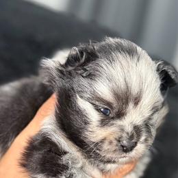 Hermés - Blue merle male Pomeranian puppy in Moody, Texas from Luxury Pets of Central Texas