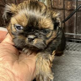 Meenie - Black and tan female Shih Tzu puppy in Pleasant Shade, Tennessee from Kuntry Tyme Shih Tzus