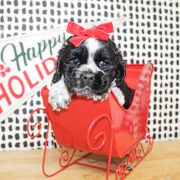 Patsy - Black and white female Cocker Spaniel puppy in Rattan, Oklahoma from Double M Cocker Spaniels