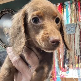 Caramel - Chocolate female Dachshund puppy in Cabool, Missouri from Dachshund's of Country Magic Farms in Missouri