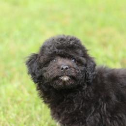 Baby - Black and white female Aussiedoodle puppy in Orleans, Indiana from Mae Blossom Puppies