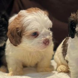 French Bulldogs, Shihpoos, and Shih Tzus from A&A Kennels