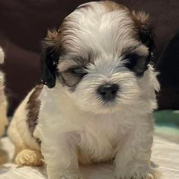 French Bulldogs, Shihpoos, and Shih Tzus from A&A Kennels