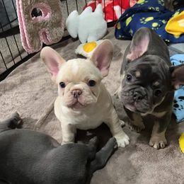 French Bulldog Puppies from Friendly Acres French Bulldogs