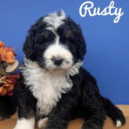 Rusty - Tri-color male Bernedoodle puppy in Lancaster, Minnesota from Richardville Hunde