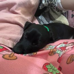 Shadow - Black male Dachshund puppy in Pahrump, Nevada from Jedi Weiner Ranch