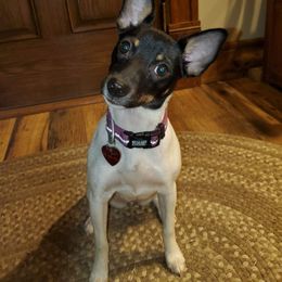 Rat Terrier All Grown Up from Forest Grove Rat Terriers