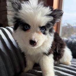Nora - Black and white female Pomsky puppy in Mc Minnville, Oregon from West Coast Pomskies