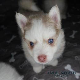 Athena - Lavender female Pomsky puppy in Olathe, Kansas from True North Pomskies