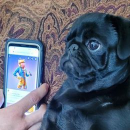 Pugs from Pugs513