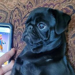 Pugs from Pugs513
