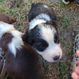 English Springer Spaniel Puppies from Savannah River Springers