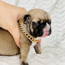 French Bulldog Puppies from Frenchie Paws