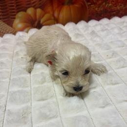 Ottis - Gold sable male Havapoo puppy in Brookings, South Dakota from Hofer Pups