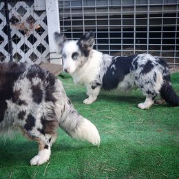 Boy 1 - Blue merle and white male Cardigan Welsh Corgi puppy in Natchitoches. La, Louisiana from Bleu Bayou Corgis