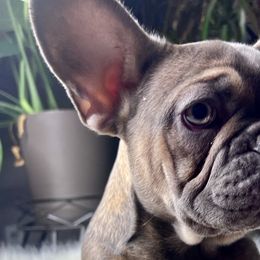 Rana - Blue fawn French Bulldog puppy in Obetz, Ohio from Ferdulalux Frenchies
