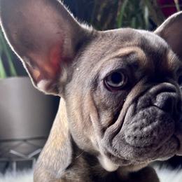 Rana - Blue fawn French Bulldog puppy in Obetz, Ohio from Ferdulalux Frenchies