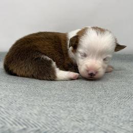 Mable - Red female Pembroke Welsh Corgi puppy in Waco, Texas from The Comma Corgis