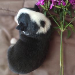 Australian Shepherd Puppies from TANDEM Aussies