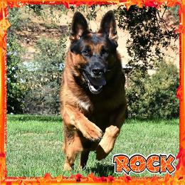 ROCK - German Shepherd