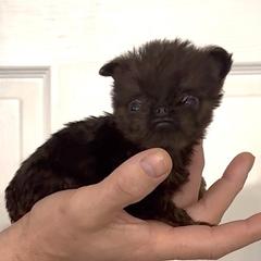 TIMMY - Black and tan male Brussels Griffon puppy in Arizona from Melody Lane Brussels Griffons