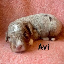 Avi - Chocolate merle male Bernedoodle puppy in Spring Valley, Wisconsin from Filipiak Breeders