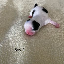 Boy 2 - Black gold and white Shih Tzu puppy in Terrebonne, Oregon from Jazzie Shih Tzu