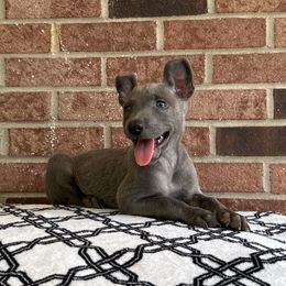 Layka - Silver brindle female Dutch Shepherd puppy in Fayetteville, North Carolina from Iron Sight K9s