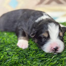 Sweet Girl 5-Black Tri - Black tri-color female Australian Shepherd puppy in Mayfield, Kentucky from Hamilton Farms
