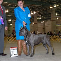 Lola - Cane Corso
